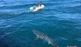 大白鲨视频,大白鲨的致命猎杀